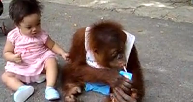 Bebê Orangotango