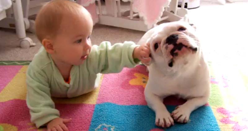 Bulldog Francês ensina bebê a engatinhar
