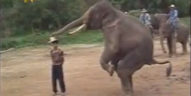 Elefante Pelé